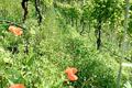 Obstwiese-Äpfelwiese-Weinreben-in-Eppan-biologisch-zu-verkaufen-Südtirol-perfekte-Lage-Super-Preis-Leistung-Obstwiese-in-Südtirol-kaufen-frutteto-mele