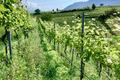 Obstwiese-Äpfelwiese-Weinreben-in-Eppan-biologisch-zu-verkaufen-Südtirol-perfekte-Lage-Super-Preis-Leistung-Obstwiese-in-Südtirol-kaufen-frutteto-mele