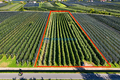 Geometrische Obstplantage aus der Luft