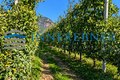 Obstwiesenpfad mit Bergblick