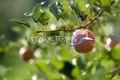 apfel-910x600