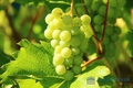 grapes-g4d9fccfc0_1920