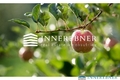 Obstbau